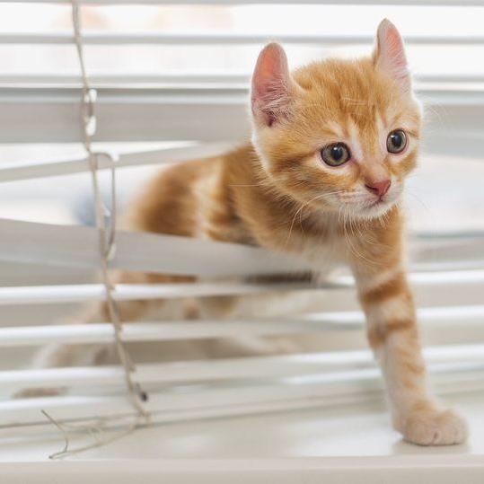How do I keep my blinds protected from damage caused by dogs, cats and other pets?
